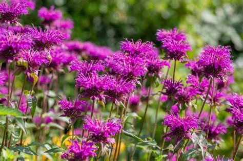 多年生草花種類|【育てやすく寒さに強い】多年草とは？人気の種類16。